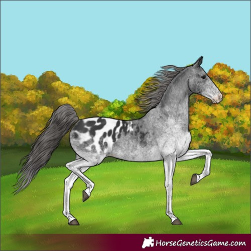 Horse Color:White Spotted Black Appaloosa 