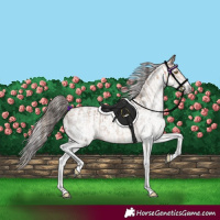 Horse Color:White Spotted Amber Champagne and Gray White Spotted Bay Appaloosa