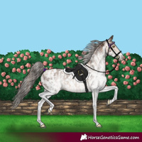 Horse Color:White Spotted Amber Champagne  and Gray White Spotted Bay Appaloosa 