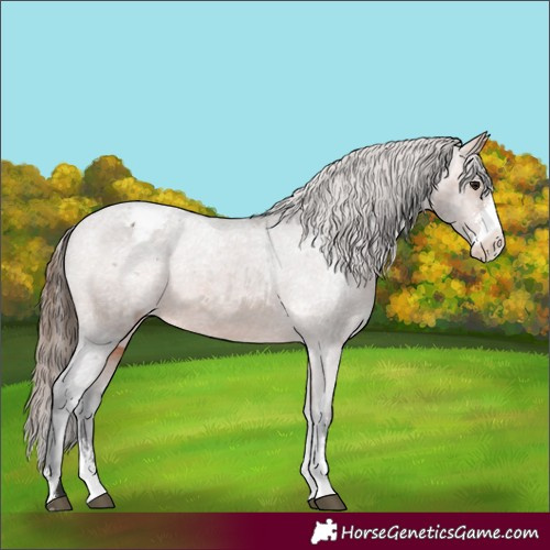 Horse Color:Bay Sabino Varnish 