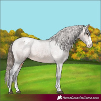 Horse Color:Bay Sabino Varnish 