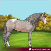 Horse Color:Bay Sabino Appaloosa 