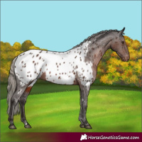 Horse Color:White Spotted Liver Chestnut Near Leopard 