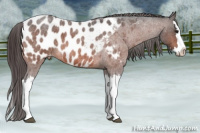 Horse Color:Bay Roan Splash Appaloosa 