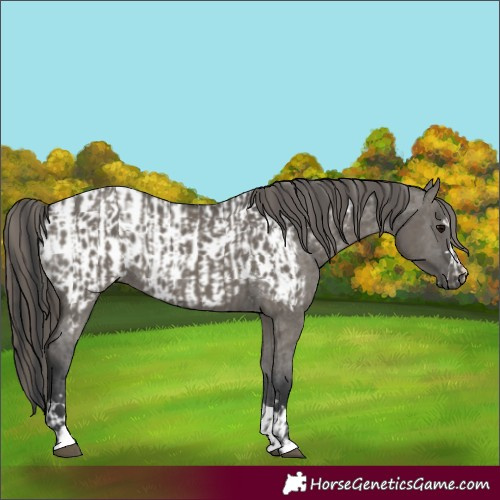Horse Color:Grullo and Grullo Appaloosa
