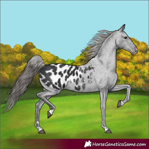 Horse Color:Black Appaloosa 