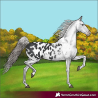 Horse Color:Black Appaloosa 