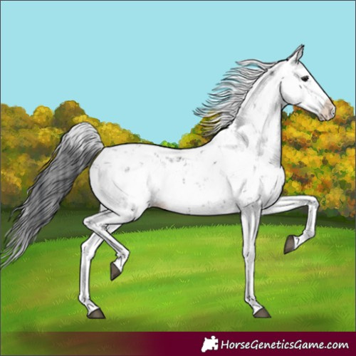 Horse Color:Black Sabino Splash 