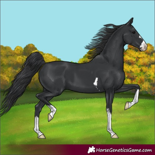 Horse Color:Black 