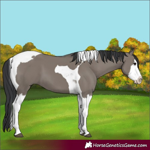 Horse Color:Grullo Splash Tobiano 