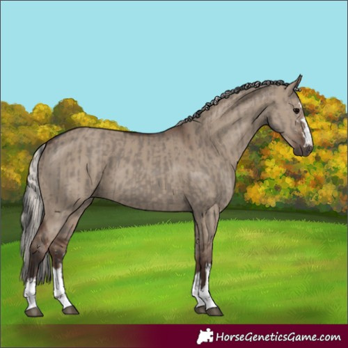 Horse Color:Grullo and Silver Grullo