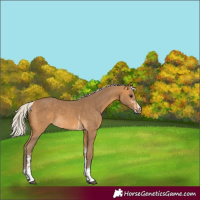 Horse Color:Silver Buckskin Sabino 