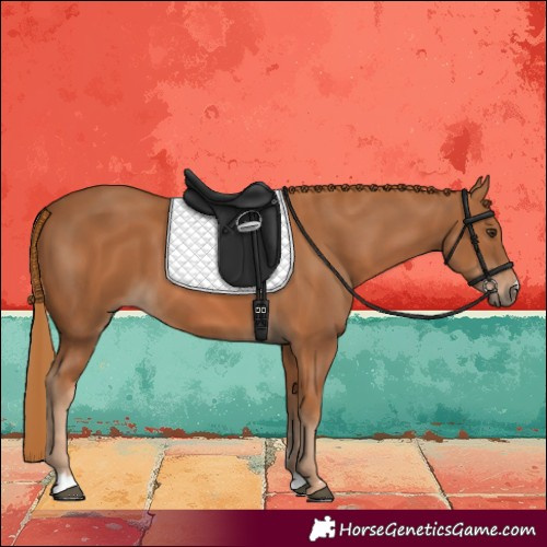 Horse Color:Chestnut 