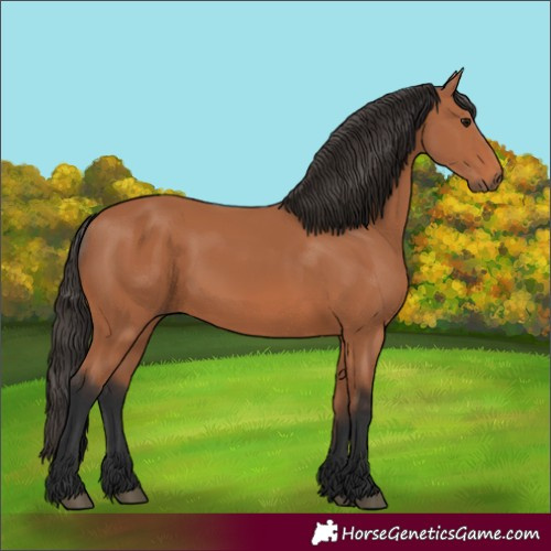 Horse Color:Bay 