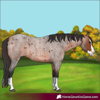 Horse Color:Bay Roan Splash 