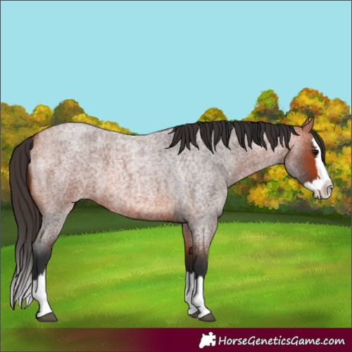 Horse Color:Bay Roan Splash 