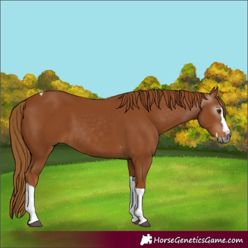 Horse Color:Gray Chestnut Splash Tobiano 