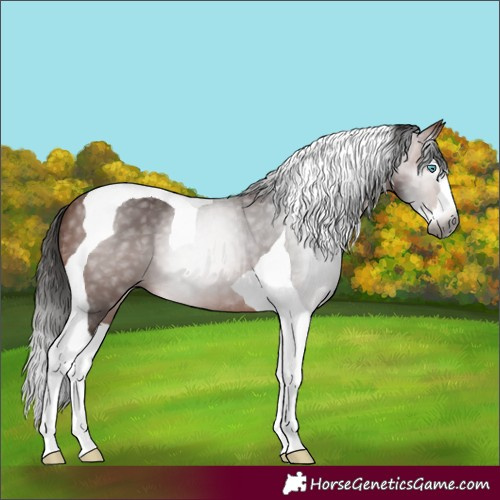 Horse Color:Gray Bay Splash Tobiano 