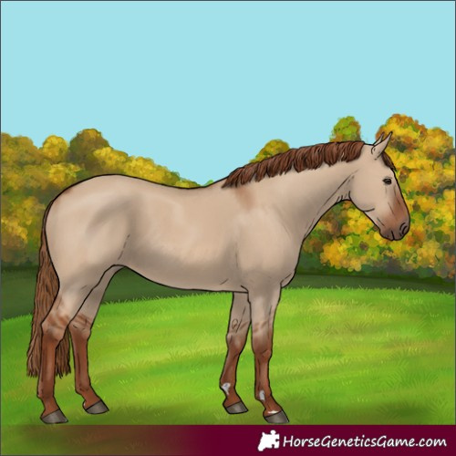 Horse Color:Red Dun 