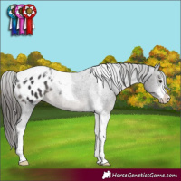 Horse Color:Smoky Black Sabino Tobiano Appaloosa Rabicano 