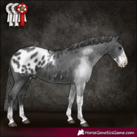 Horse Color:Black Sabino Tobiano Appaloosa Rabicano 