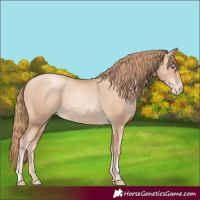 Horse Color:Gold Champagne Pearl Rabicano  and Gold Champagne Pearl Rabicano 