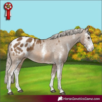 Horse Color:Chocolate Palomino Sabino Appaloosa