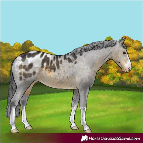 Horse Color:Buckskin Appaloosa 