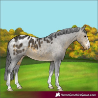 Horse Color:Buckskin Appaloosa