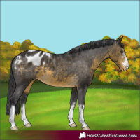 Horse Color:Buckskin Appaloosa 