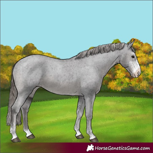 Horse Color:Smoky Black Sabino Appaloosa 