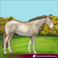 Horse Color:Buckskin Pearl Sabino 