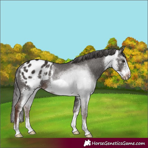 Horse Color:Liver Chestnut Sabino Frame Appaloosa Rabicano 