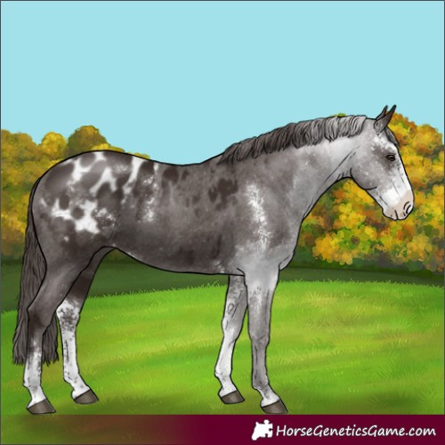 Horse Color:Liver Chestnut Sabino Appaloosa 