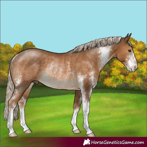 Horse Color:Chocolate Palomino Sabino Rabicano 