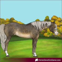 Horse Color:Silver Buckskin Sabino Appaloosa Rabicano 