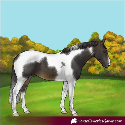 Horse Color:Buckskin Tobiano 