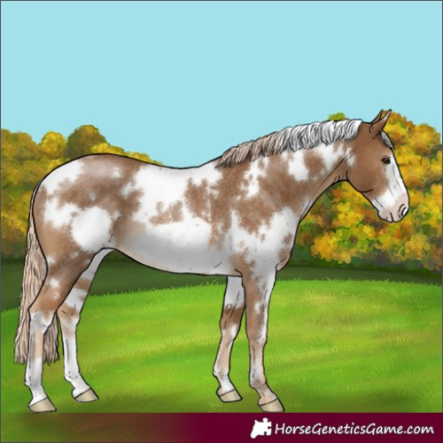 Horse Color:White Spotted Chocolate Palomino Frame Rabicano 