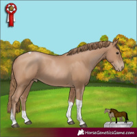 Horse Color:Black Pearl Tobiano