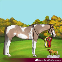 Horse Color:Amber Champagne Sabino Tobiano Frame 