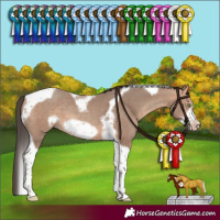 Horse Color:Amber Champagne Sabino Tobiano Frame