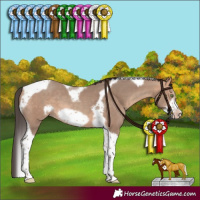 Horse Color:Amber Champagne Sabino Tobiano Frame