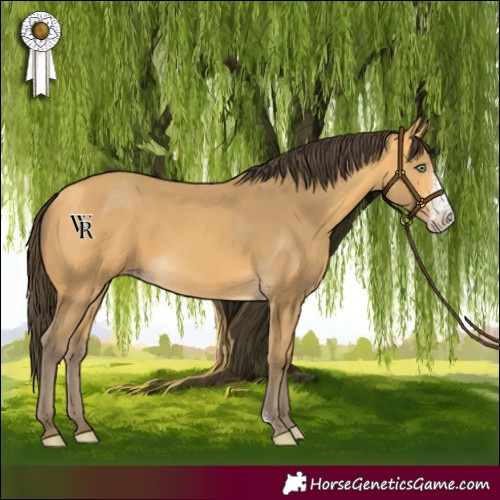 Horse Color:Amber Cream Champagne Sabino Rabicano 