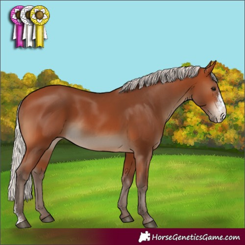 Horse Color:Silver Bay Sabino Rabicano 