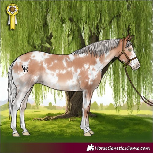 Horse Color:White Spotted Silver Sable Champagne Sabino