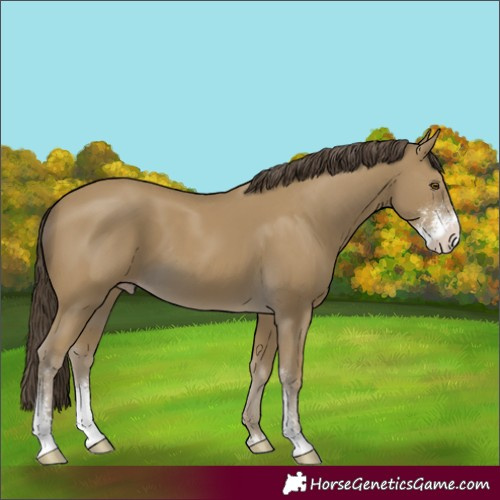 Horse Color:Classic Cream Champagne Sabino 