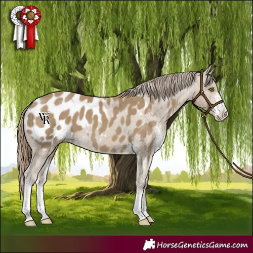 Horse Color:Classic Cream Champagne Sabino Appaloosa