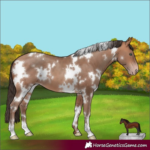 Horse Color:White Spotted Amber Champagne 