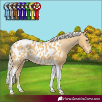 Horse Color:Silver Classic Cream Champagne Tobiano Appaloosa Rabicano