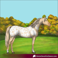 Horse Color:Palomino Dun Appaloosa 